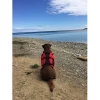 Safety Equipment Salus Skippy Dog PFD