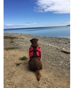 Safety Equipment Salus Skippy Dog PFD